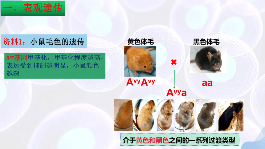 向僵尸开炮小橘子辅助怎么样用