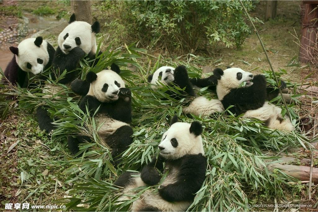 熊猫框架2025最新版下载指南
