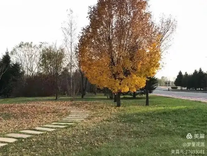 炫舞挂绿叶解析