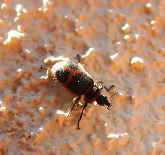 萤火突击bug大全,全网最全整理,你遇到过吗?