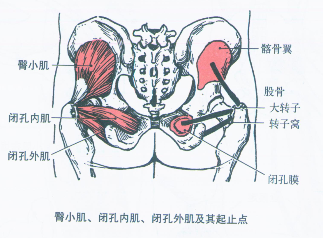 萤火突击直装ag全解析