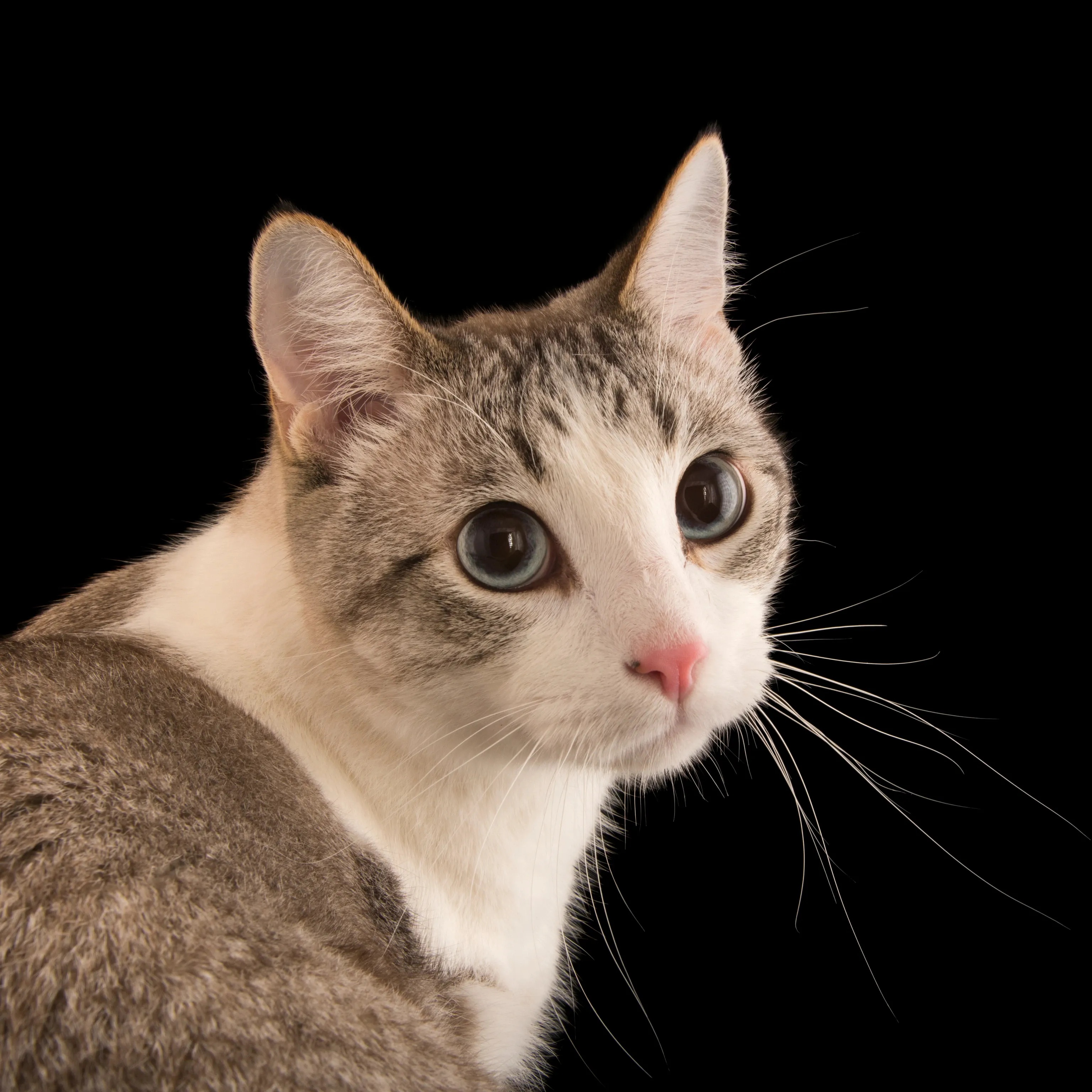 失控进化绘制直装