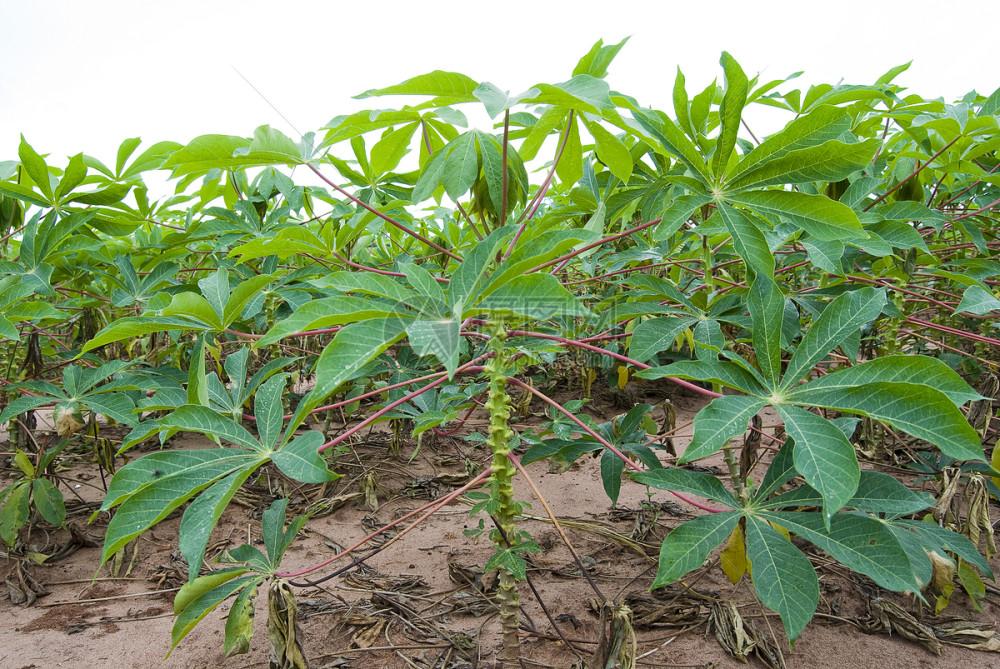 失控进化贴吧,那些年我们错过的网络狂欢