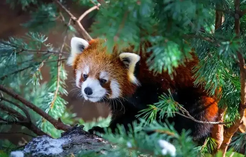 失控进化小熊猫公益直装:惊天事件即将爆发!