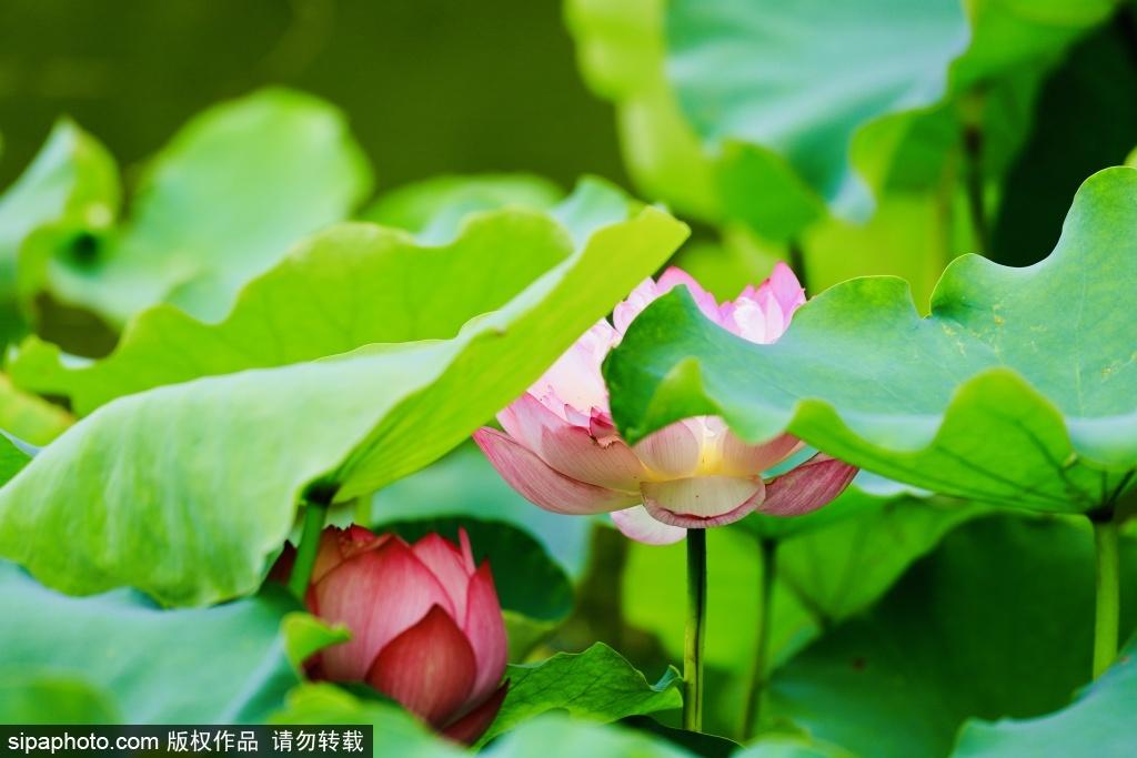 使命召唤免费下载无限CP