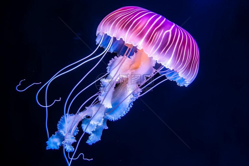 水母科技:探索未来科技的奥秘与发展趋势