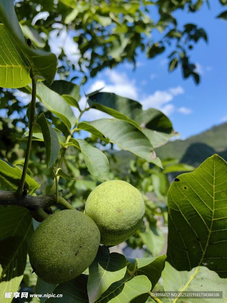 太吾绘卷开启剑冢图文攻略