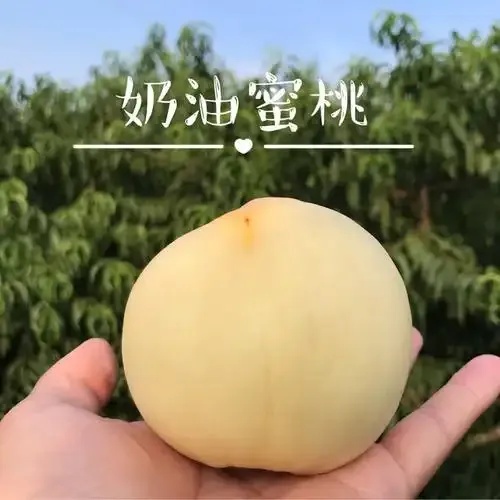 白桃科技货源总站:全方位探索与全解析
