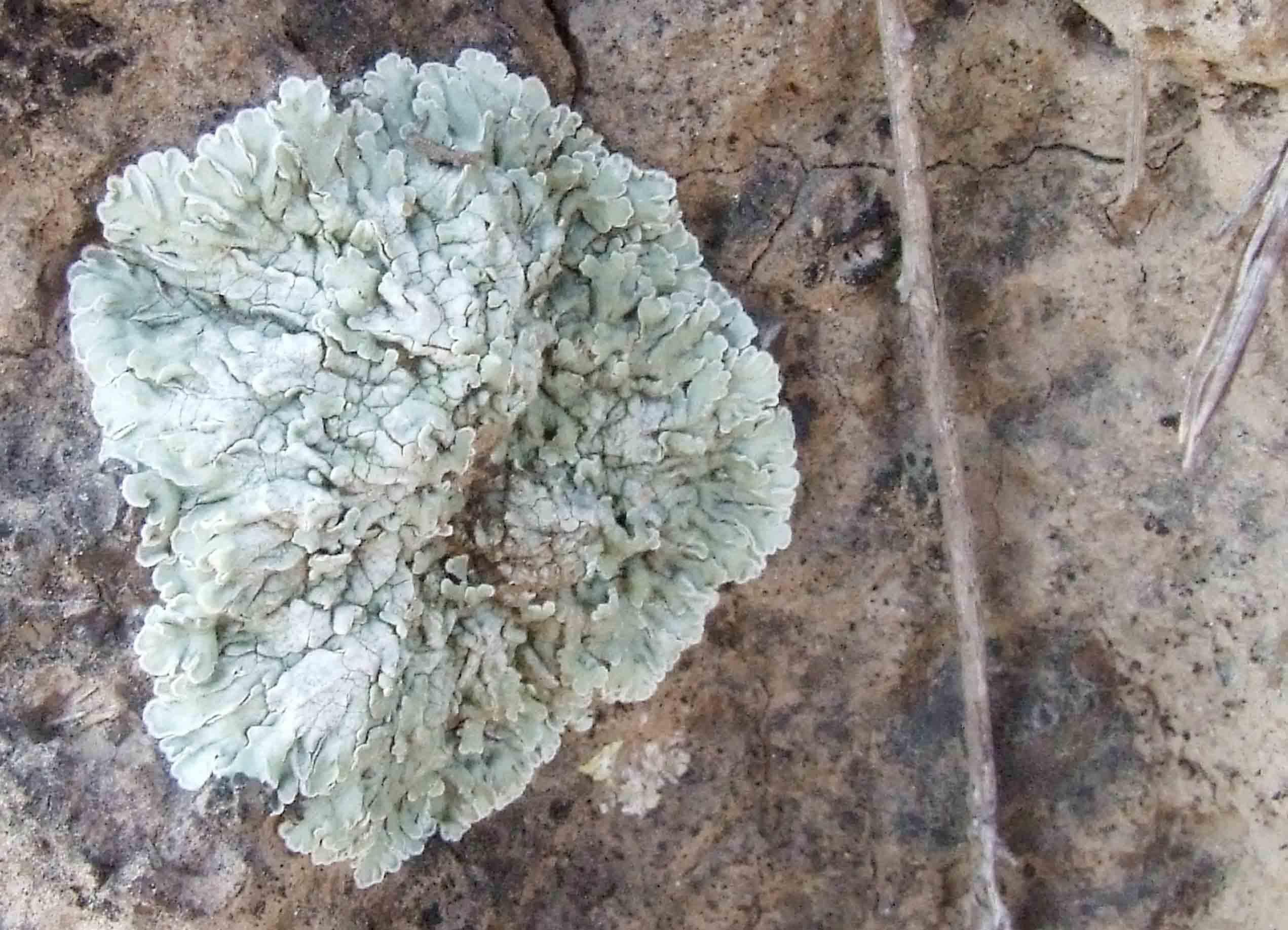 白夜极光辅助支援