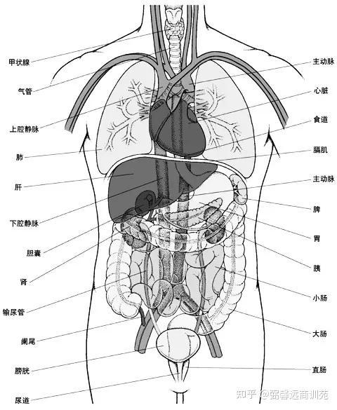第五人格》外挂购买攻略与使用技巧