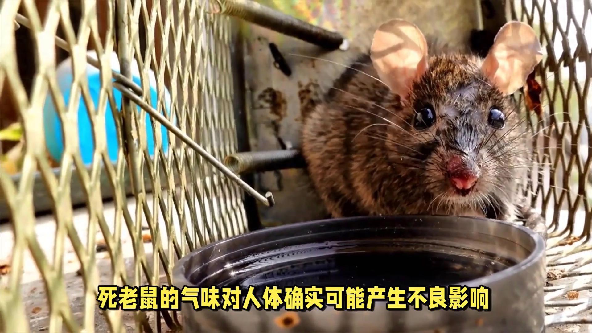 顶尖高能英雄辅助器下载:提升游戏实力的秘密武器