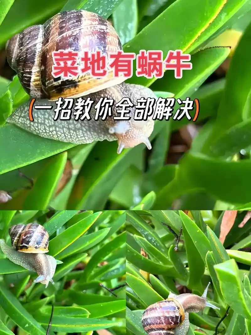 防治蜗牛最有效的方法是什么?