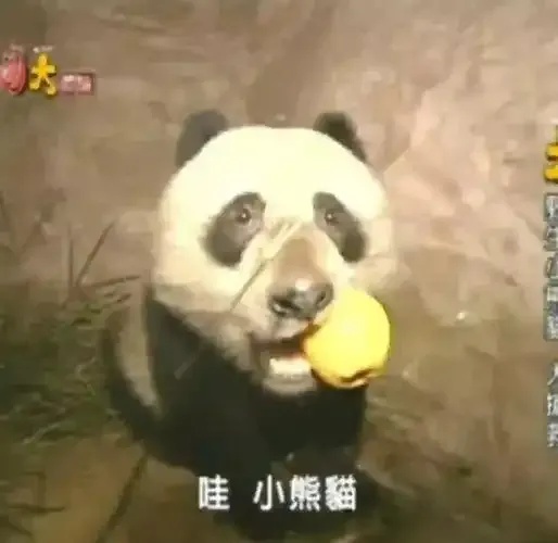 高能英雄小熊猫公益:这只小熊猫能拯救世界?