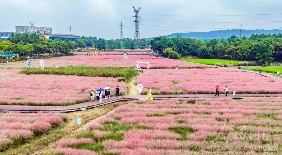 花海直装