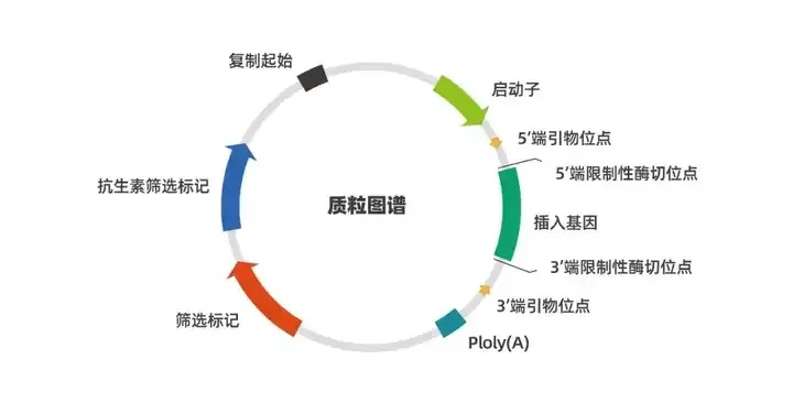 皇室战争辅助软件:解锁游戏胜利狂暴秘籍!