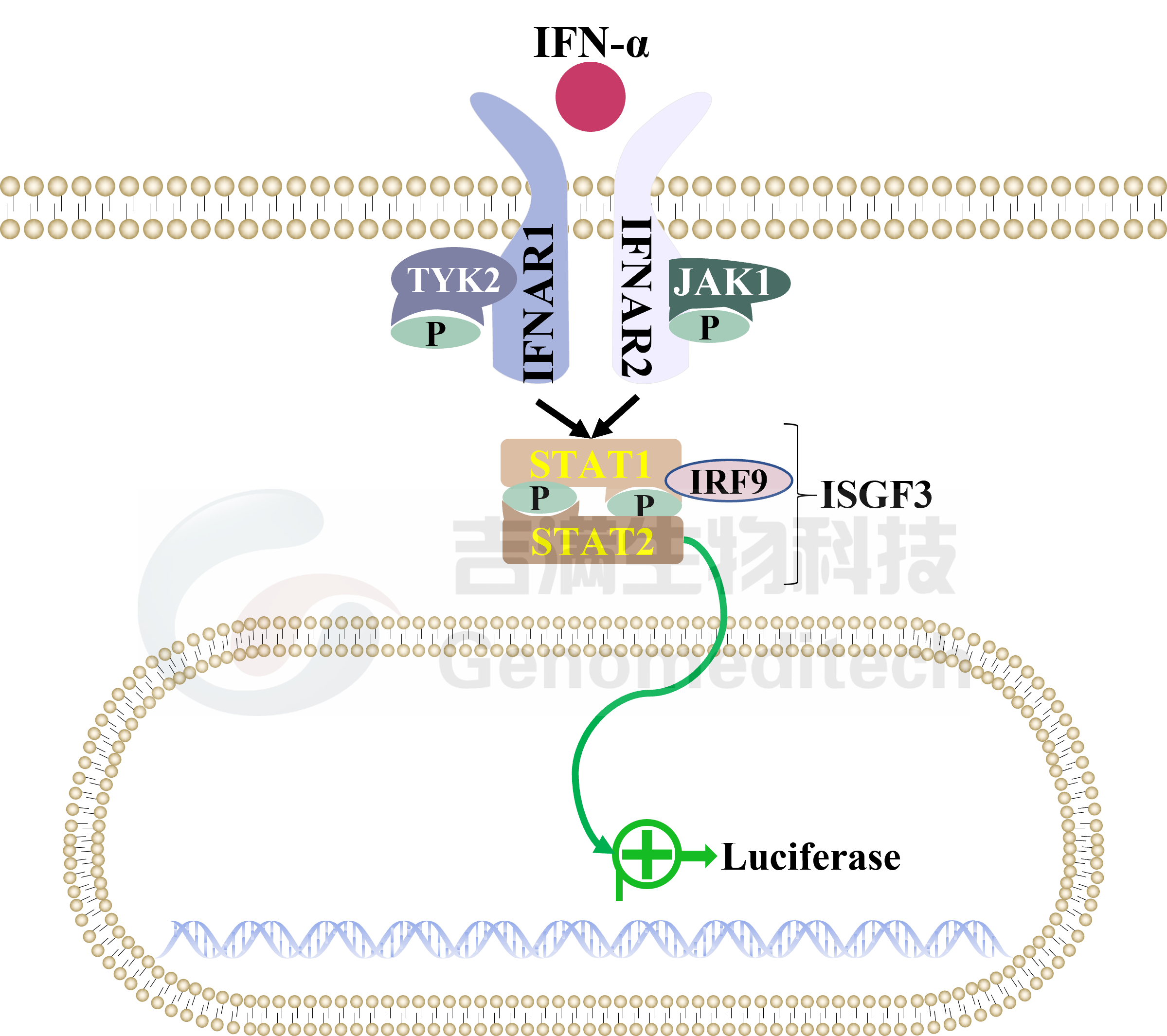 揭秘永劫无间摸金透视秘籍