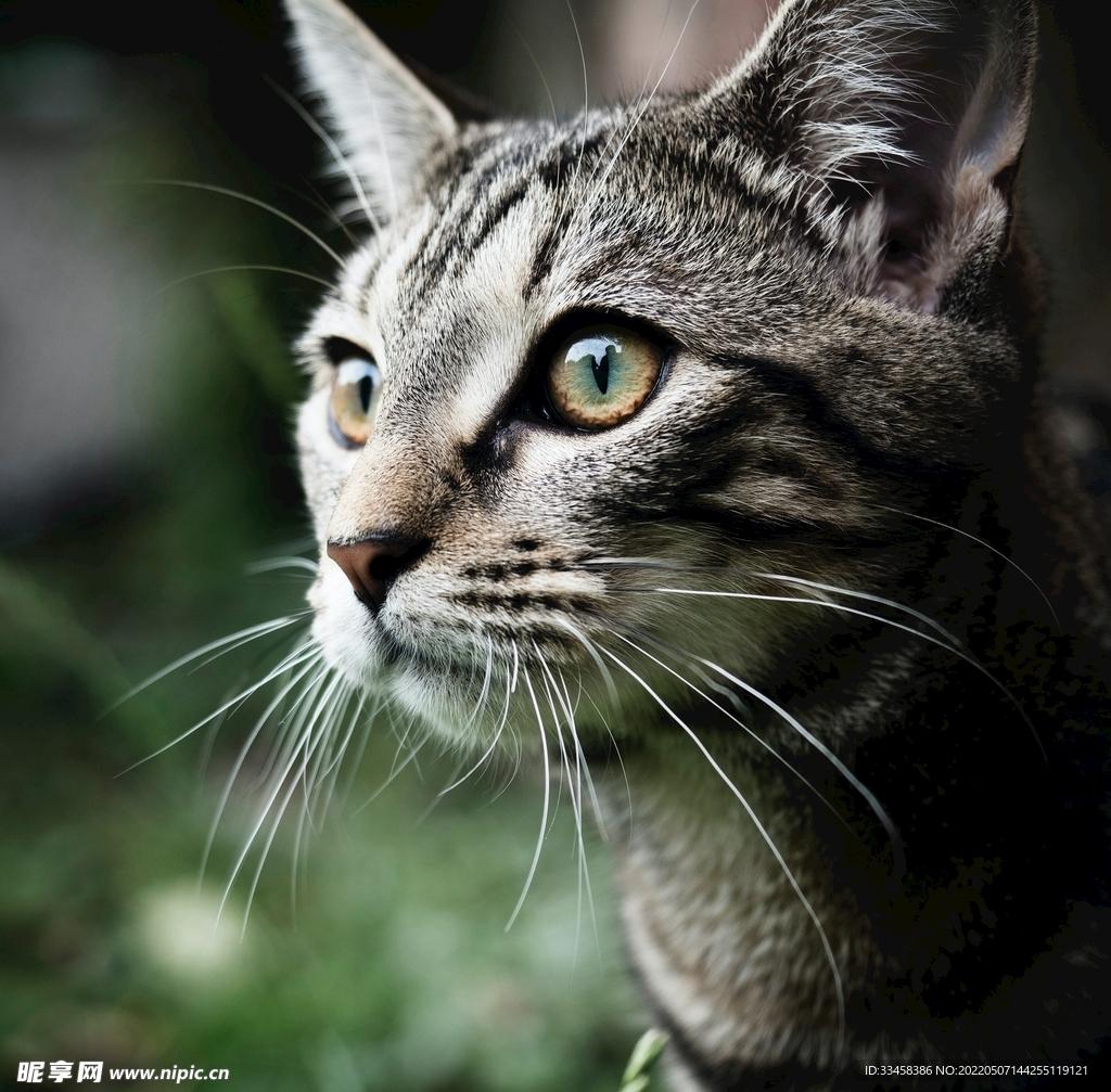 猫斯快跑免费下载破解版指南