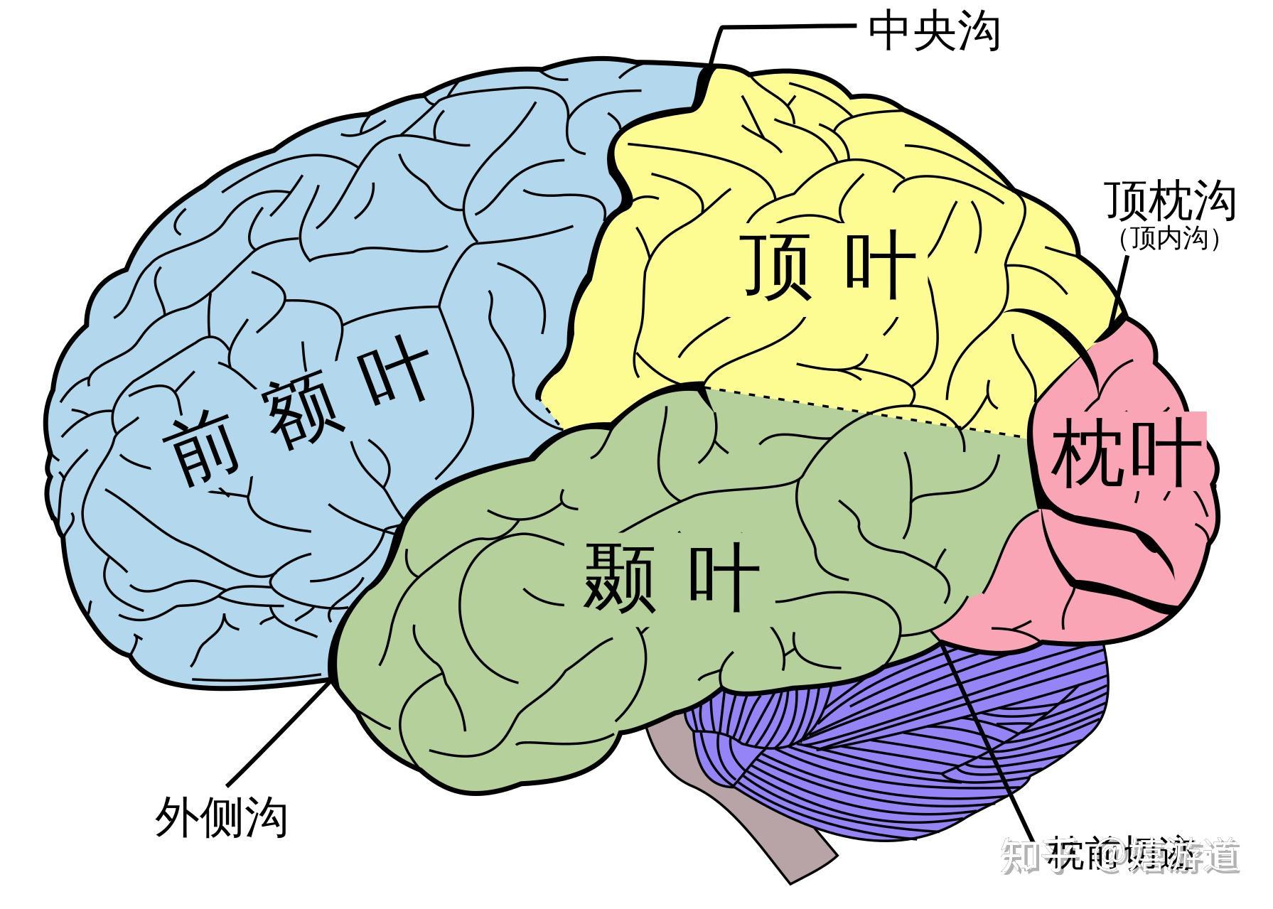 脑叶公司安卓移植版来了吗？