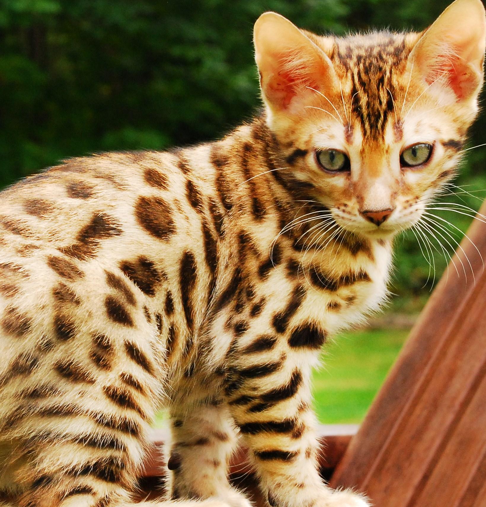 帕斯卡契约全dlc版最新下载，热门游戏完整版体验