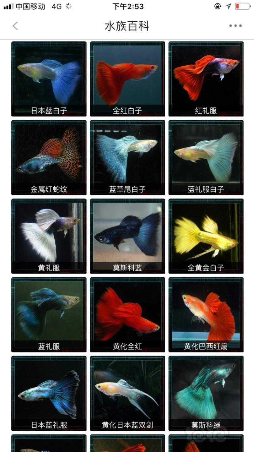 帕斯卡契约十项修改器：一键获取所有神装的秘密