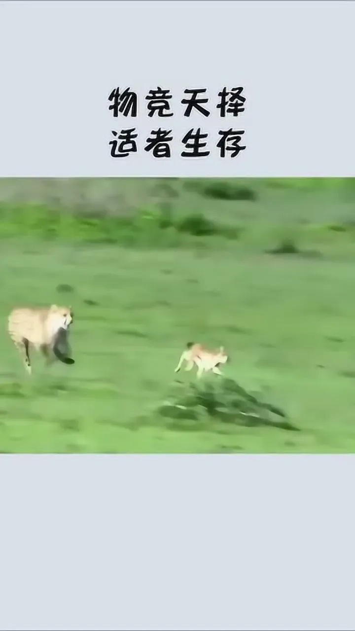 帕斯卡契约伊西索亚