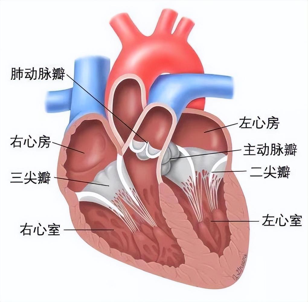 枪林弹雨游戏停服消息