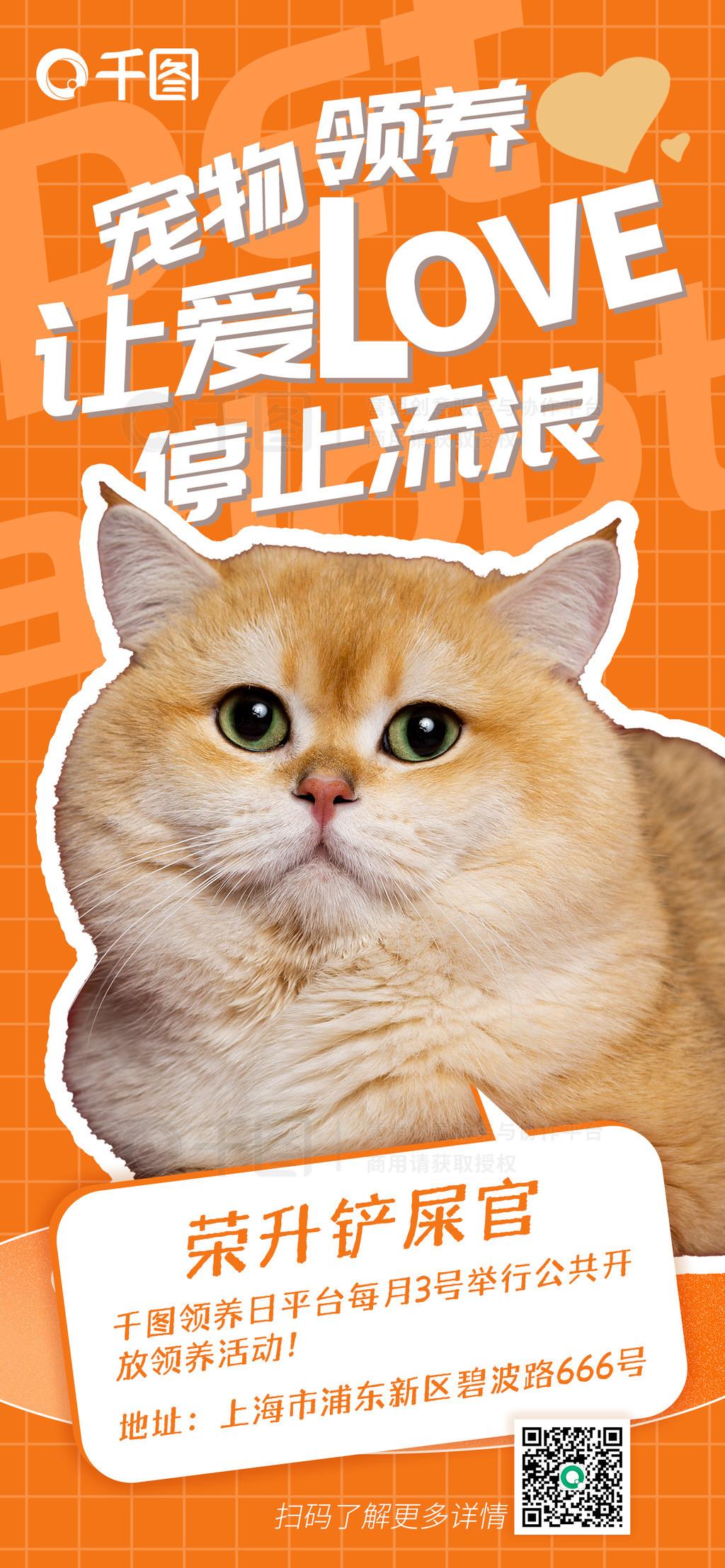 如何通过QQ炫舞网址参与拯救流浪猫公益活动