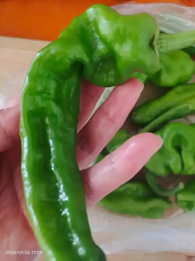 十块一斤的芒果选购保存技巧与营养食谱分享